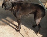 전북 고창 성내면에서 강아지 발견 보호