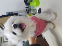 전북 전주시 덕진구 실리2길에서 말티즈 발견 보호