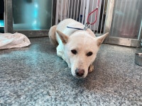 광주 북구 건국동에서 강아지 발견 보호