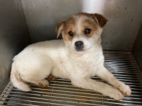 충남 논산 상월면에서 강아지 발견 보호