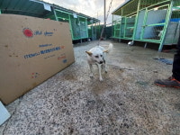 경남 진주시 진성면 주유소 부근에서 흰갈색 강아지 발견 보호