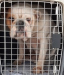 전남 목포 삼학타운아파트 부근에서 불독 발견 보호