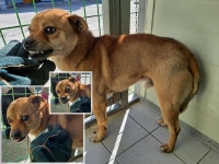 경북 포항 중앙로77번길에서 강아지 발견 보호