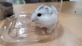 충북 청주 강내면 다리 밑에서 햄스터 발견 보호