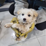 충북 청주 원평동에서 강아지 발견 보호