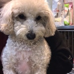 경기 부천 송내원에서  푸들 발견 보호