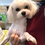 경기 부천 송내원에서  말티즈 발견 보호