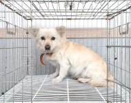 경기 여주 대신면에서 강아지 발견 보호