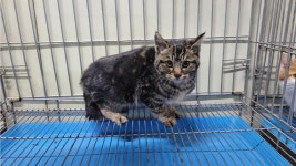 경북 경산 백천동에서  한국 고양이 발견 보호