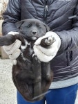 경북 영주 하망동에서 강아지 발견 보호