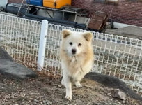경북 영천 임고면에서 강아지 발견 보호