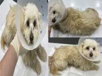 충남 서산 대산중학교 앞에서 강아지 발견 보호