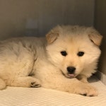 경기 부천 심곡본동에서 강아지 발견 보호