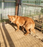 경기 파주 교하동에서 강아지 발견 보호
