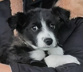 전남 목포 고용노동부 부근에서 강아지 발견 보호