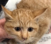 전북 전주 완산구에서  한국 고양이 발견 보호