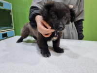 전북 전주 남부시장에서 강아지 발견 보호