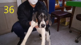 인천 계양구 동양동에서 포인터 발견 보호