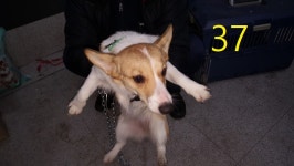 인천 계양구 작전동-계양IC에서 웰시 코기 펨브로크 발견 보호