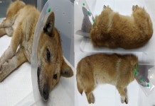 충남 서산 대산읍에서 강아지 발견 보호