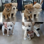 충남 천안 성환초등학교에서 강아지 발견 보호