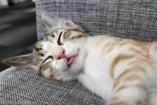 안 아프다며!..냥생 첫 주사 맞고 짜증 폭발한 냥이