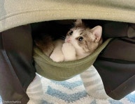 야옹이가 택한 뜻밖의 최애 장소..내 치마 안에서 나와