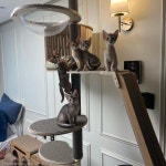 팔힘으로 매달려 버티는 아기 고양이..슈퍼 히어로 스파이더냥 등장?