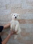대구 수성 지산로31에서 강아지 발견 보호