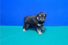 경북 경산 압량리에서 강아지 발견 보호