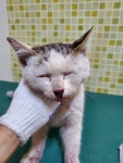 충남 아산 문화로에서  한국 고양이 발견 보호