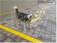 대전 유성 상대남로에서  시베리안 허스키 발견 보호