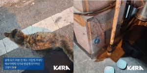 방금 다리 부비고 인사했는데.. 내동댕이 처져 죽임당한 음식점 고양이