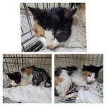 경기 남양주 덕소로242-7에서 쥐끈끈이 고양이 발견 보호