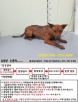 경기 가평 미원천에서 강아지 발견 보호