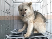 경기 여주 강천면에서 강아지 발견 보호