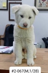 경남 고성 당항에서 진돗개 발견 보호