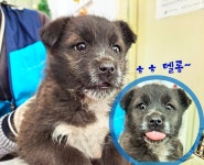 경북 포항시 오천읍에서 강아지 발견 보호