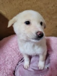 전북 정읍 하북동에서 강아지 발견 보호