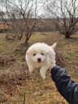 전북 김제 부교리에서 강아지 발견 보호