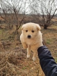 전북 김제 부교리에서 강아지 발견 보호