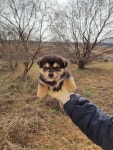 전북 김제 부교리에서 강아지 발견 보호