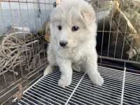 전북 완주 삼례읍에서 강아지 발견 보호