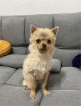 경북 경산 자인 예비군훈련장 인근에서 포메라니안 믹스 강아지 발견 보호