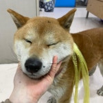 대구 중구 남산그린타운에서 시바 발견 보호