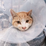 경기 부천 상동에서  한국 고양이 발견 보호