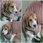 경기 남양주 화도읍에서  비글 발견 보호