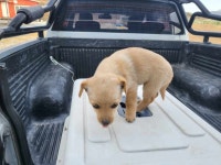 전남 고흥읍에서 강아지 발견 보호