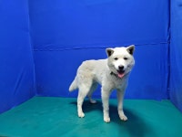 경북 경산 대한리에서 강아지 발견 보호