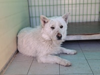 경북 포항시 남원로 인근 산속에서 강아지 발견 보호